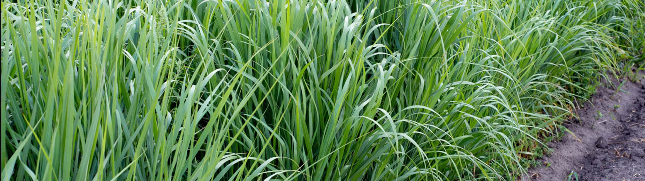 Close up of grass