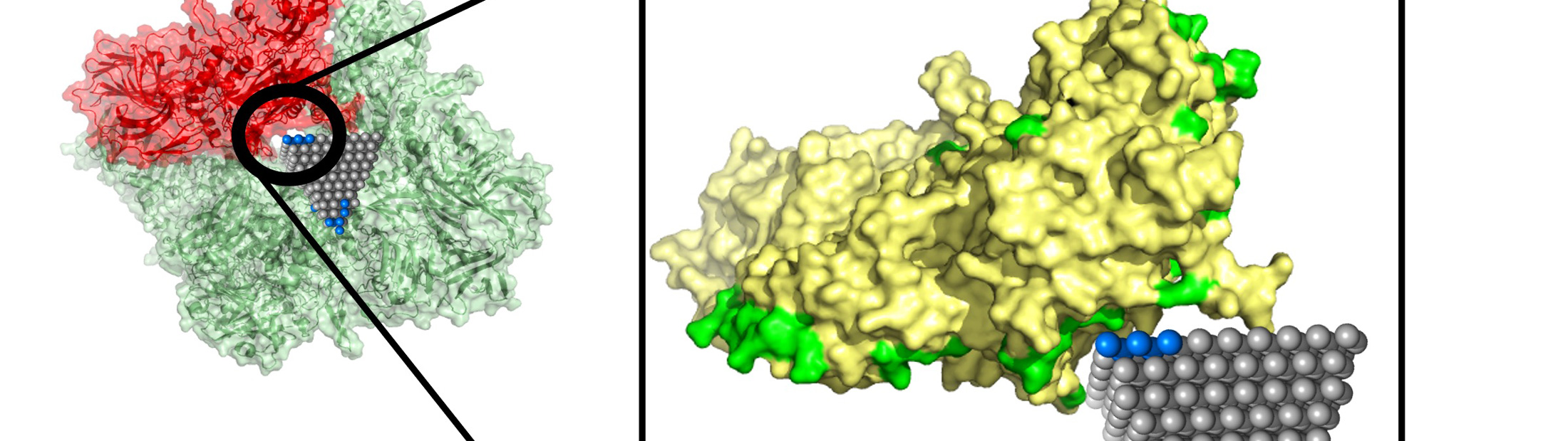 A model showing the zinc oxide nanopyramid interrupting a protein