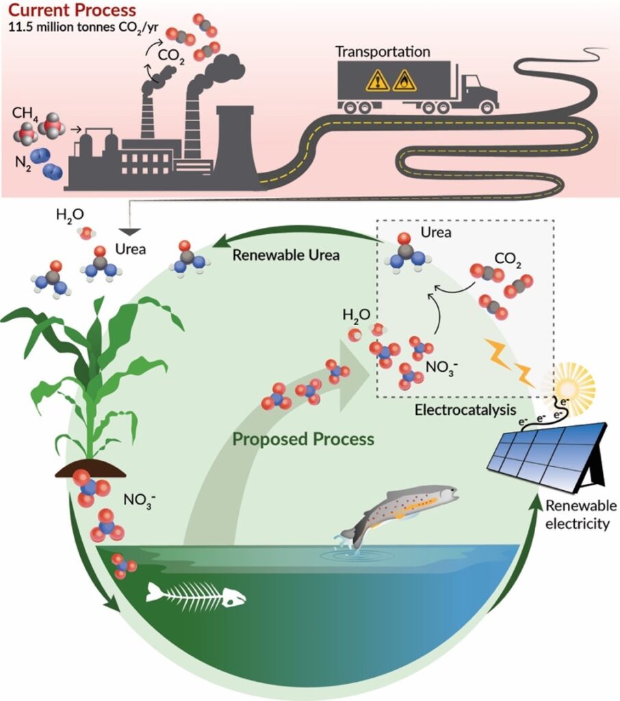 The "current process" panel shows a gray factory belching smoke and carbon dioxide molecules, annotated with "11.5 million tonnes of CO2 per year", with methane and nitrogen molecules for inputs. Driving away from the factory is a gray truck with hazard symbols on it. A reddish background conveys a sense of alarm.

The proposed process is a circle with a green background. It shows nitrates captured from water and carbon dioxide from air, combining with the help of a solar panel. The urea fertilizer on the corn plant ends up back in the water as nitrates. The bones of a fish float in the runoff zone, from which the nitrates are harvested, while a healthy trout leaps from the clean water near the solar panel.