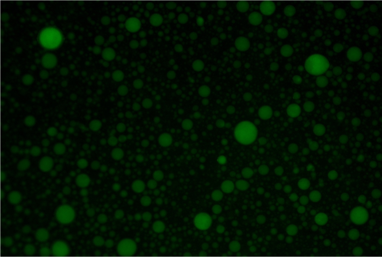 photo of microgel synthesis