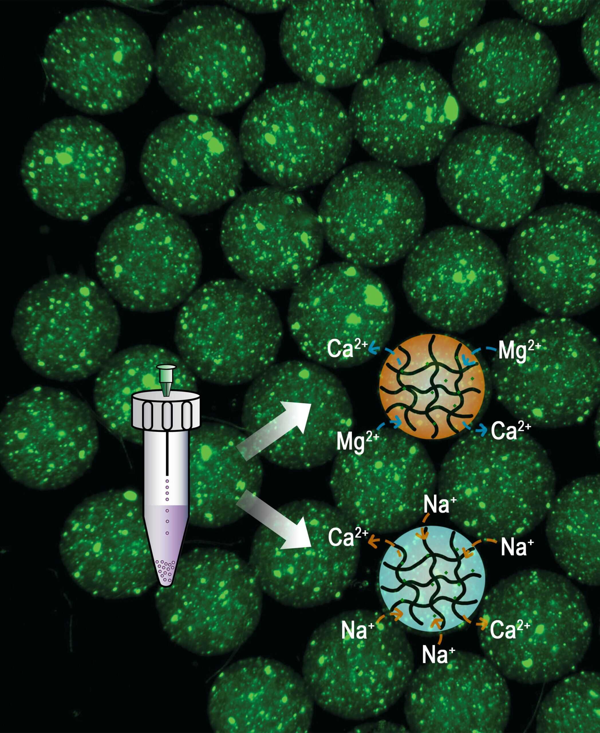 A scanning electron microscope image of the injectable microgel containing smaller nanoparticles of a drug: Small, green circles cluster on a black background. Within each circle are irregular dots of a lime green particle. A graphic on top of the microscope image: A centrifuge tube contains a pink liquid with a needle through the cap dripping small dots to settle at the bottom of the tube. Two arrows point away from the tube. Top: An orange circle with squiggly intersecting lines within it. Arrows point to dots within the circle and are labeled with calcium ions going out and magnesium ions going in. Bottom: A teal circle with squiggly intersecting lines within it. Arrows point to dots within the circle and are labeled with calcium ions going out and sodium ions going in.