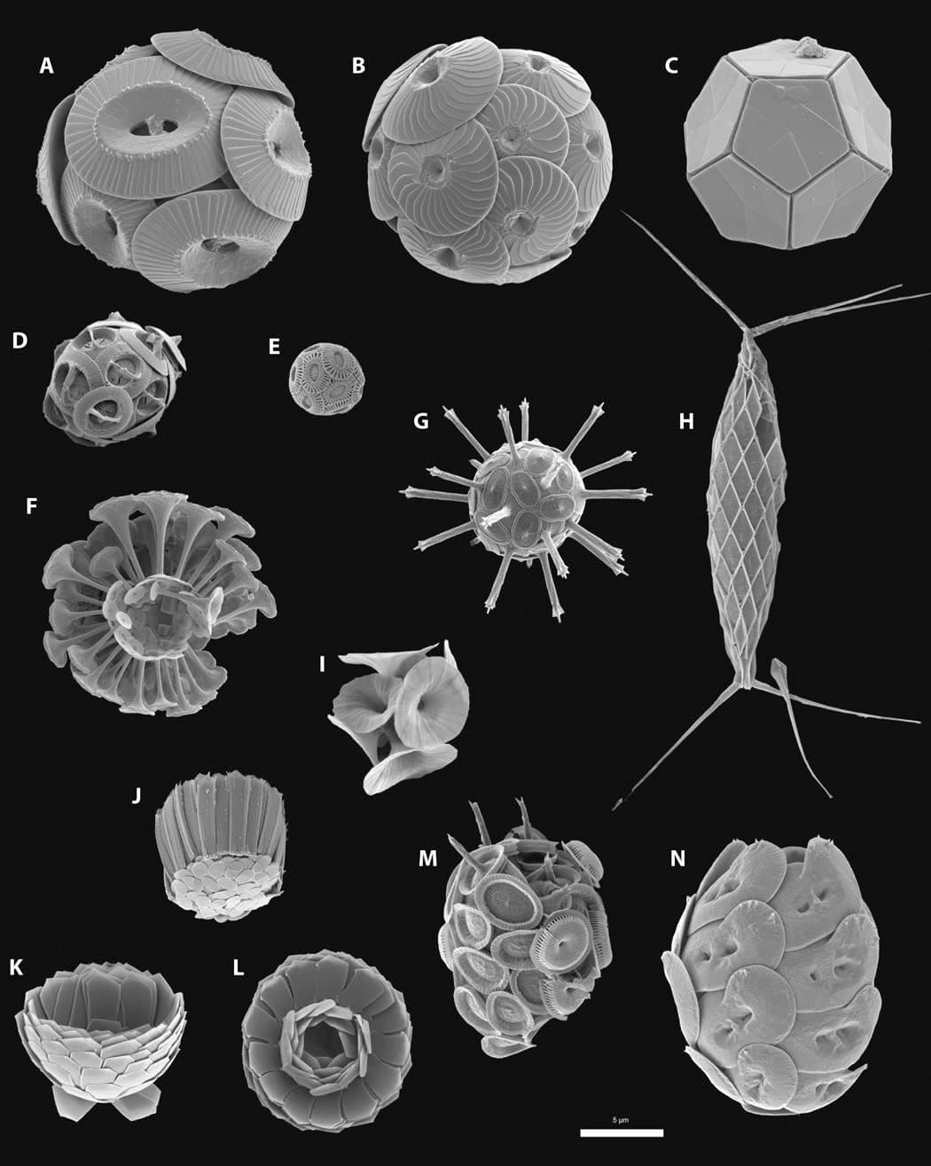 A collage shows electron micrographs of more than a dozen calcified coccolithophore "shells," showing off a variety of their possible geometries. Some are made from small disks that have been overlapped to create orb-like shapes. Others are more reminiscent of viruses or early satellites, with a central body and spiky protrusions. One even looks like a regular dodecahedron (or a 12-sided die).